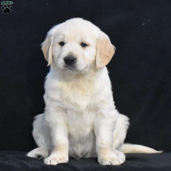 Wade, English Cream Golden Retriever Puppy